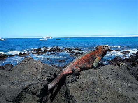 Galapagos Cruises And Galapagos Island Tours 202021 Rainforest Cruises