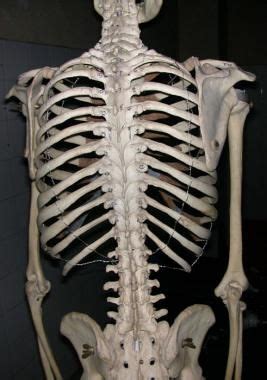One facet articulates with the numerically corresponding vertebrae and the other articulates with the vertebrae above. Image result for human rib | Human ribs, Human bones, Human
