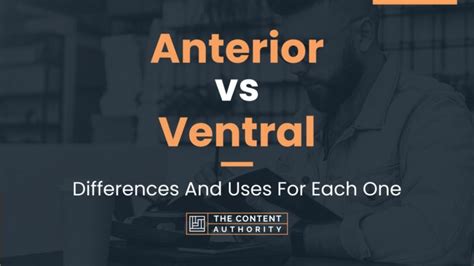 Anterior Vs Ventral Differences And Uses For Each One