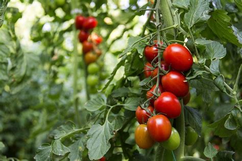 Zone 8 Tomato Plants Tips On Growing Tomatoes In Zone 8 Gardens