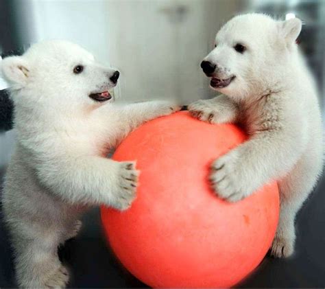 Fluffy Friday Cute Baby Polar Bears Celebrate Being 100
