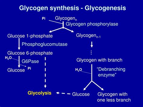 Ppt Glycogen Metabolism Powerpoint Presentation Free