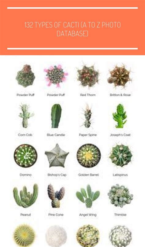 Different Kinds Of Cactus Plants Home Design Ideas