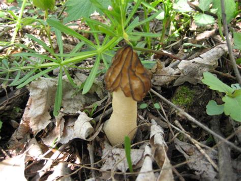 Ohio Morels Mushroom Hunting And Identification Shroomery Message Board
