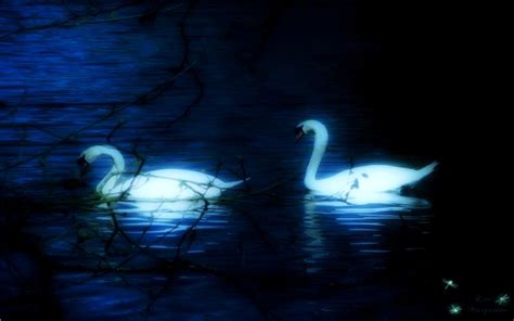 Hd Swan Lake Wallpaper Download Free 99243