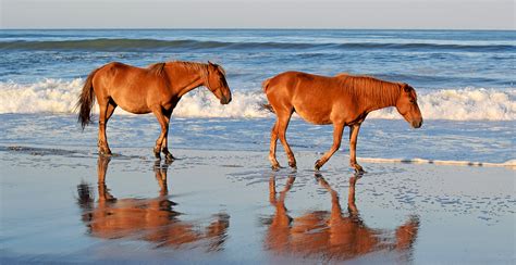 Outer Banks Wild Horses Corolla Wild Horse Tours Currituck Nc