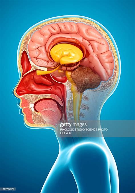 Childs Head Anatomy Illustration High Res Vector Graphic Getty Images