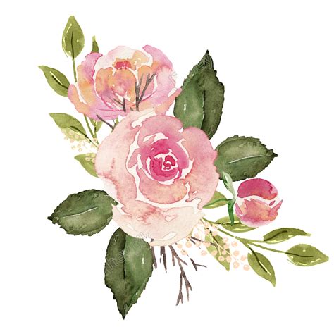 cute dibujos animados pnges acuarela vector png | Watercolor rose, Pink png image