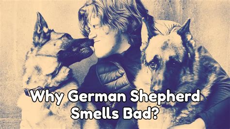 17 Reasons Why Your German Shepherd Smells Bad And How To Fix It All