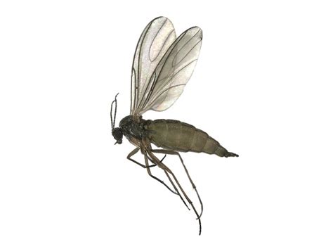 Sciarid Flies Little Midges Flying About Near Houseplants Indoors