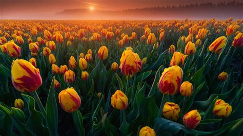 Dutch Tulips Wallpaper Backiee