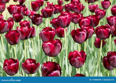 Colorful Black Tulips Flowers Blooming In A Garden Stock Image Image