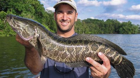 Mature fish will develop white edges on their scales that looks like flower petals. Potentially harmful bacteria found in Potomac snakehead ...
