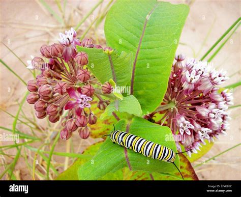 A Monarch Butterfly Larva Feeds On Swamp Milkweed Along A Michigan Dune