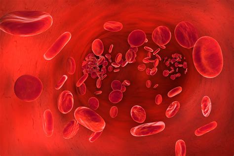 ¿cómo Mantener Un Buen Flujo De Circulación Sanguínea Mejor Con Salud