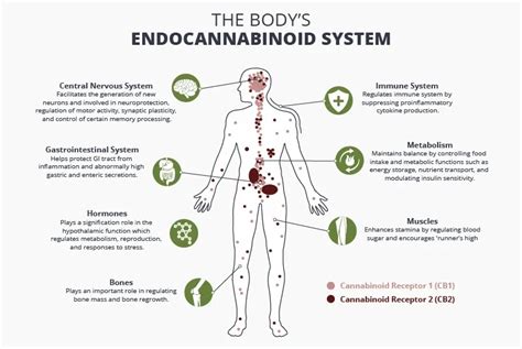 An Endocannabinoid System Deep Dive Cleveland School Of Cannabis