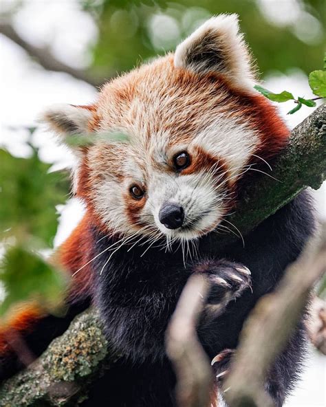 Red Panda Vs Giant Panda Paradise Wildlife Park