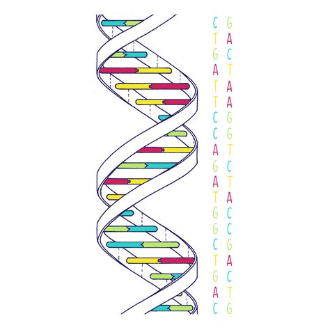 Dna Structure Classroom Activity Clipart