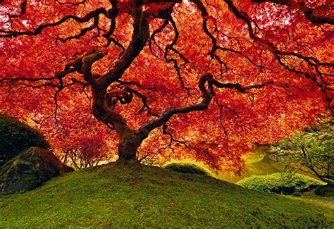 Tree Of Life In Autumn Peter Lik Photography Peter Lik Landscape