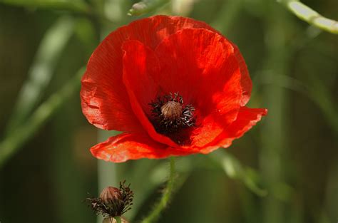 File20050613 019 Poppy Wikipedia