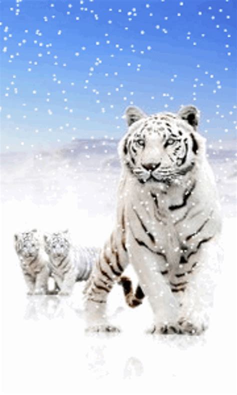 46 Snow Tiger Wallpaper Wallpapersafari