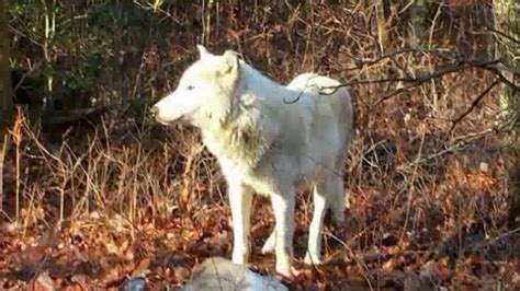 White Wolf Mysterious White Wolf May Belong To Boise Man It Was A