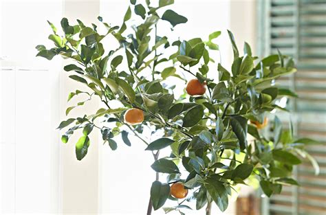 Growing Citrus Indoors Takes Patience Pays Off Handsomely The