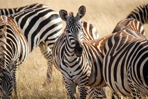 Free Images Animal Wildlife Stripe Fauna Savanna Zebra Savannah