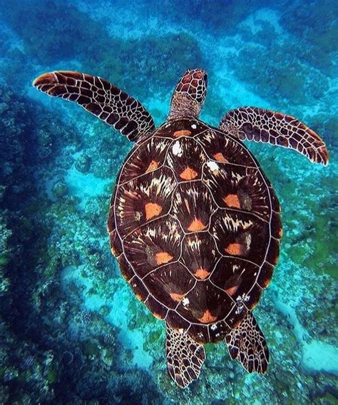 The Details On His Shell Are Amazing 😍 📸 Lmy22068 Seaturtle