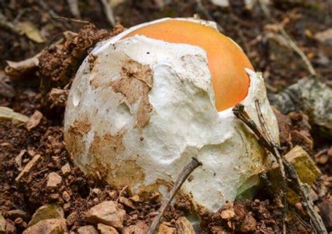 Death Cap The Deadliest Mushroom In The World — First Light Farm