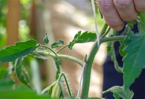 How To Grow Grafted Tomato Plants Suttons Gardening Grow How