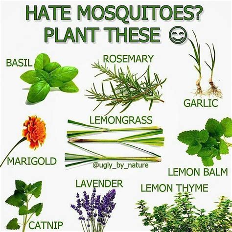 #mosquitorepellent #florida #mosquitoplants #citronella #gmomosquitoes ...