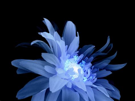 Free Blue Flower Stock Photo