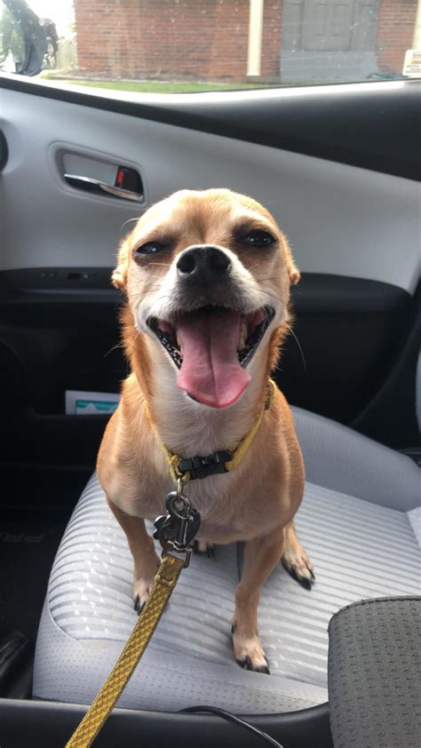 Happiest pup : Chihuahua