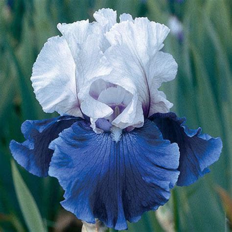 Re Blooming Bearded Iris Pink Attraction Perennial Etsy