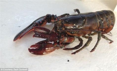 Rare Four Clawed Lobster Caught In Wells Maine Maine Ly Lobster