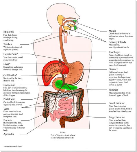 Selection of internal organs in human anatomy. Human Body Anatomy Internal Organs Diagram, Picture of Human Body Anatomy Internal Organs ...