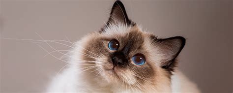 Домашняя кошка: жизнь домашних кошек и их качества — ProPlan.ru