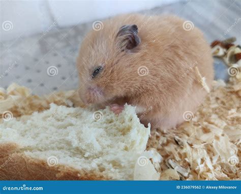 Orange Syrian Hamster Eating Bread Stock Photo Image Of Lifestyles