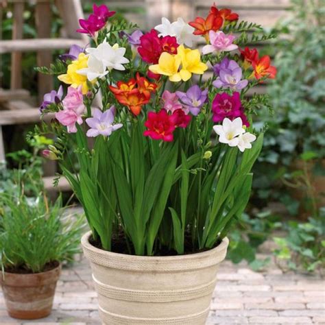 Freesia A Fragrant Flower For Your Garden My Desired Home