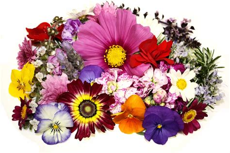 Trovare una buona immagine di buon compleanno con dei fiori può aiutare a rendere ancora più speciale la giornata del festeggiato/a! Immagini Belle di Fiori - 47 Foto | Sfondi HD | Bonkaday.com
