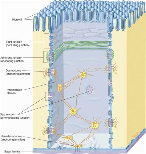 What Is The Function Of Basement Membranes Epithelial Tissues Picture