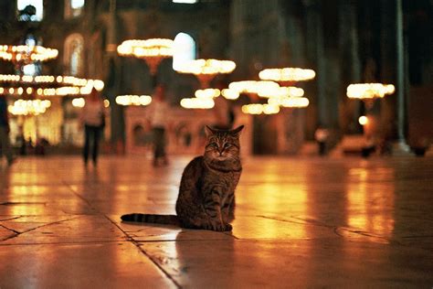 Hagia Sophia Cat Boarding Stray Cat Istanbul Turkey Small World