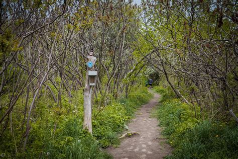 Bruce Trail In Ontario Turns 50 This Year Lets Hike To Celebrate