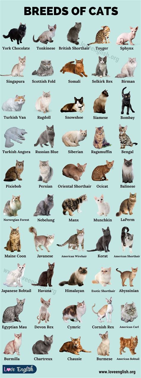 Cat Breeds 50 Best Breeds Of Cats That Fit Your Lifestyle Love