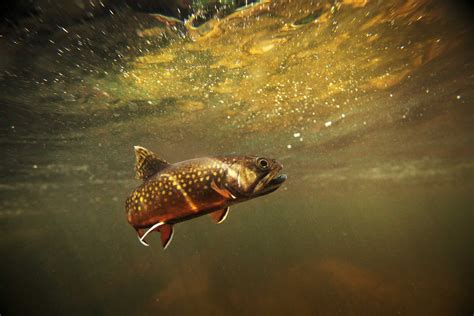 Trout Unlimited Mnwr Is One Of Thirty Great American Places