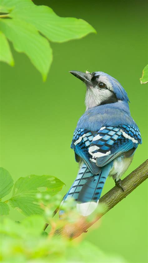 Blue Jay Bird Wallpapers Share