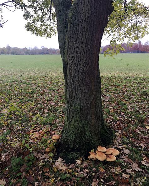 Honey Fungus At The Base Of An Ash Tree © Robin Stott Geograph