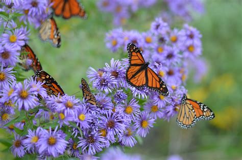 Carol Duke Photography Monarch Butterflies From The Garden Past