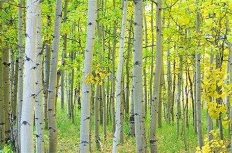 Solve Theme Aspen Vs Birch Trees Aspen Grove Jigsaw